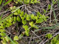 Lysimachia nummularia Dalby västermark, Lund, Skåne, Sweden 20150608_0037