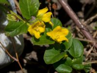 Lysimachia nummularia Gislövshammar, Simrishamn, Skåne, Sweden 20150703_0102