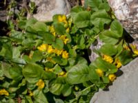 Lysimachia nummularia Gislövshammar, Simrishamn, Skåne, Sweden 20150703_0103