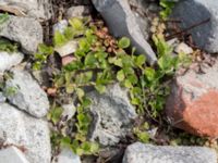 Lysimachia nummularia Grodreservatet, Norra hamnen, Malmö, Skåne, Sweden 20160529_0133