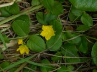 Lysimachia nummularia Helgonavägen 2, Lund, Skåne, Sweden 20190629_0036