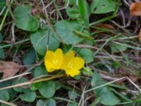 Lysimachia nummularia Kummeln, Karlskrona, Blekinge, Sweden 20180808_0092