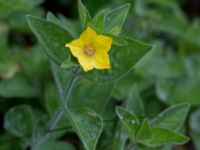 Lysimachia punctata Almåsa, Malmö, Skåner, Sweden 20150816_0010