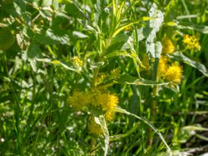 Lysimachia thyrsiflora - Tufted Loosestrife - Topplösa