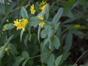 Lysmiachia vulgaris - Yellow Loosestrife - Strandlysing