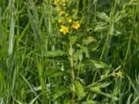 Lysimachia vulgaris Fjärilsvägen, Grinduga, Gävle, Gästrikland, Sweden 20150705_0439