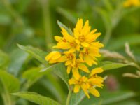 Lysimachia vulgaris Knösen, Falsterbohalvön, Vellinge, Skåne, Sweden 20160729_0141