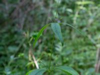 Lysimachia vulgaris Linnebjers naturreservat, Lund, Skåne, Sweden 20220721_0021