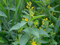 Lysimachia vulgaris Skyttsie hage, Skanörs ljung, Falsterbonäset, Vellinge, Skåne, Sweden 20180710_0020