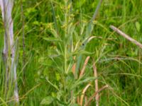 Lysimachia vulgaris Toarpsdammen, Malmö, Skåne, Sweden 20190621_0114