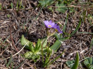 Primula algida