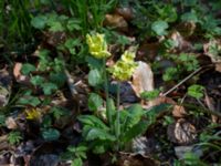 Primula elatior Borstabäcken, Eslöv, Skåne, Sweden 20160505_0018