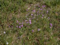 Primula farinosa Lenstad, Mörbylånga, Öland, Sweden 20170526_0020