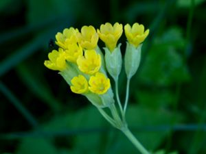 Primula veris - Cowslip - Gullviva