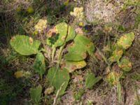 Primula veris Pallersområdet, Åhus, Kristianstad, Skåne, Sweden 20170719_0261