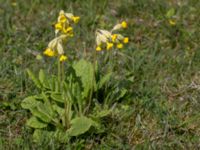 Primula veris Tosteberga ängar, Kristianstad, Skåne, Sweden 20150514_0101