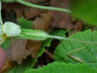 Primula vulgaris Säbyholm, Landskrona, Skåne, Sweden 20210515_0036