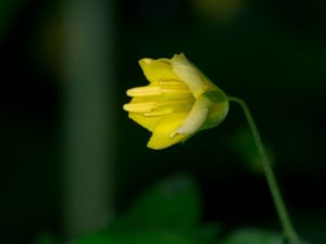 Lysimachia nemorum - Yellow Pimpernel - Skogslysing