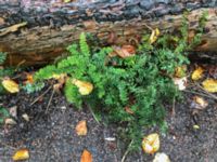 Adiantum pedatum Slottsparken, Malmö, Skåne, Sweden 20171012_12