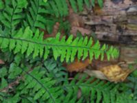 Adiantum pedatum Slottsparken, Malmö, Skåne, Sweden 20171014_0020