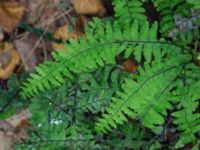 Adiantum pedatum Slottsparken, Malmö, Skåne, Sweden 20171014_0021