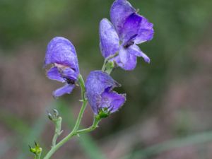 Aconitum napellus - Venus' Chariot - Äkta stormhatt