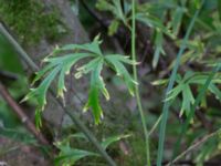 Aconitum napellus ssp. lusitanicum Gränsbo 800 m NO Tvedöra, Lund, Skåne, Sweden 20160810_0020