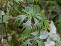 Aconitum napellus ssp. lusitanicum Gränsbo 800 m NO Tvedöra, Lund, Skåne, Sweden 20160810_0024