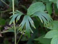 Aconitum napellus ssp. lusitanicum Gränsbo 800 m NO Tvedöra, Lund, Skåne, Sweden 20160810_0025