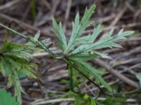 Aconitum napellus ssp. lusitanicum Gränsbo 800 m NO Tvedöra, Lund, Skåne, Sweden 20160810_0026