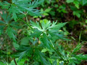 Aconitum x stoerkianum - Trädgårdsstormhatt