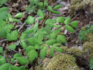 Actaea spicata - Baneberry - Svart trolldruva