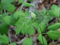 Actaea spicata Tveta reningsverk, Mörbylånga, Öland, Sweden 20170525_0298