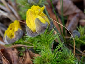 Adonis vernalis - Pheasant's Eye - Våradonis