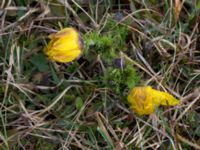 Adonis vernalis Arontorps naturreservat, Mörbylånga, Öland, Sweden 20160410_0001