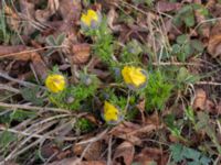 Adonis vernalis Arontorps naturreservat, Mörbylånga, Öland, Sweden 20160410_0003