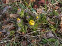 Adonis vernalis Arontorps naturreservat, Mörbylånga, Öland, Sweden 20160410_0007