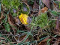 Adonis vernalis Arontorps naturreservat, Mörbylånga, Öland, Sweden 20160410_0008