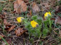 Adonis vernalis Arontorps naturreservat, Mörbylånga, Öland, Sweden 20160410_0009