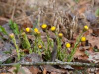 Adonis vernalis Arontorps naturreservat, Mörbylånga, Öland, Sweden 20160410_0010