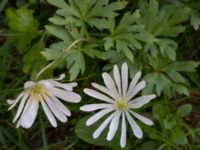 Anemone apennina Kapellvägen, Lund, Skåne, Sweden 20170518_0009