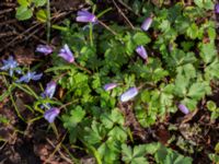 Anemone apennina Limhamns kyrkogård, Malmö, Skåne, Sweden 20230413_0104