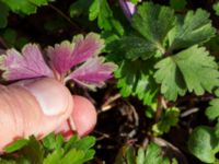 Anemone apennina Limhamns kyrkogård, Malmö, Skåne, Sweden 20230413_0105