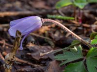 Anemone apennina Limhamns kyrkogård, Malmö, Skåne, Sweden 20230413_0112