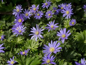 Anemone blanda - Balkan Anemone - Balkansippa