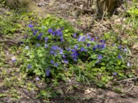 Anemone blanda Bågskyttedungen, Ribersborg, Malmö, Skåne, Sweden 20230427_0006