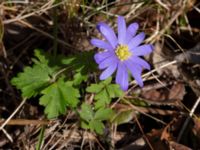 Anemone blanda Kalkugnen, Klagshamns udde, Malmö, Skåne, Sweden 20230408_0062