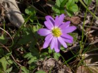 Anemone blanda Kalkugnen, Klagshamns udde, Malmö, Skåne, Sweden 20230408_0065