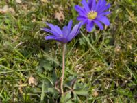 Anemone blanda Paddockarna, Ribersborg, Malmö, Skåne, Sweden 20220413_10