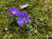 Anemone blanda Paddockarna, Ribersborg, Malmö, Skåne, Sweden 20220413_6